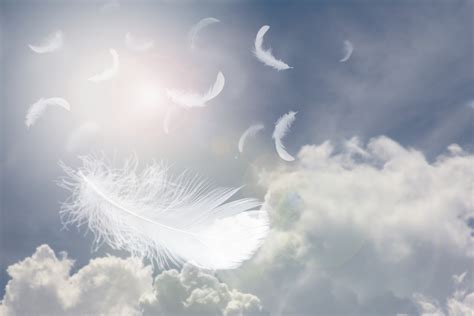 Feathers Falling from the Sky: A Mystical Phenomenon