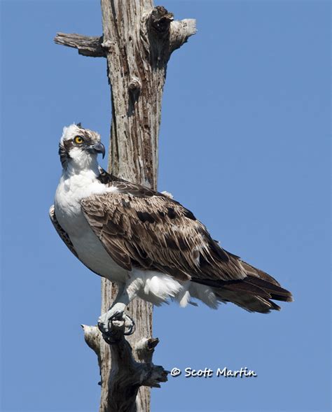 Osprey From Florida | Scott Martin Photography