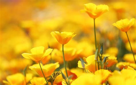 Bộ sưu tập 444 Background wallpaper yellow flower đẹp và góc nhìn khác biệt