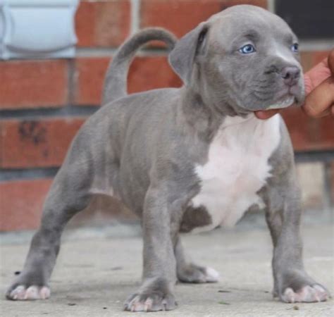 XXL Pitbull Puppies | Pitbull Puppies