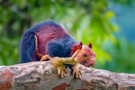 Amazing images capture giant multi-coloured squirrels