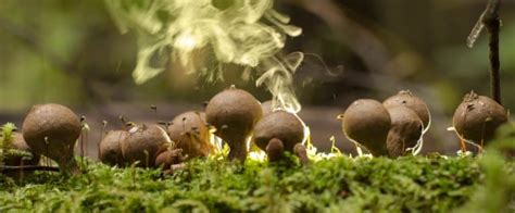 What Are Mushroom Spores, and Are They Safe? | GroCycle