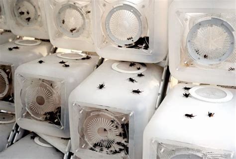 Modular cricket farm lets you grow thousands of 'free-range' insects in ...