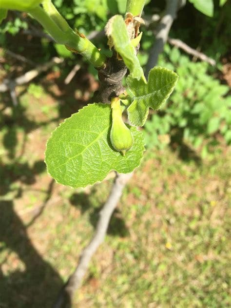 Figs Flower