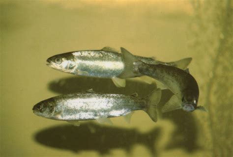 Atlantic salmon | Wild, Spawning & Migration | Britannica