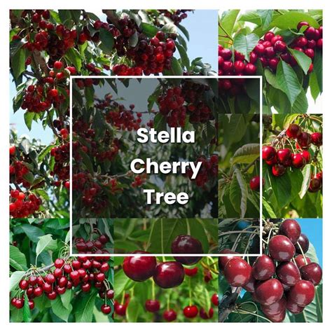 How to Grow Stella Cherry Tree - Plant Care & Tips | NorwichGardener