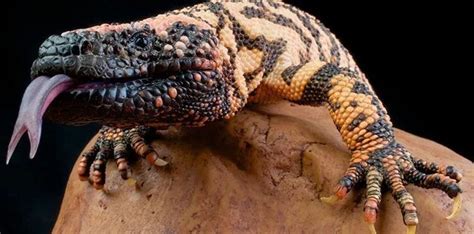 12 Delightful Facts About Lizards - The Fact Site