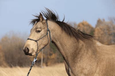 Horse Training Equipment List: The Things You Actually Need