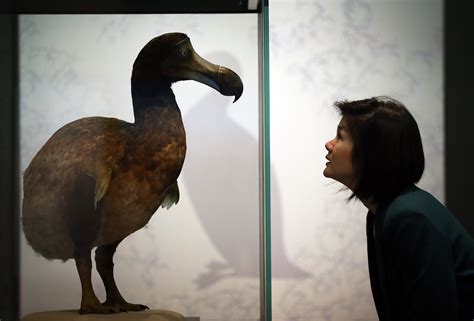 Billion-Dollar Startup Seeks Local Aid to Bring Back the Dodo - Bloomberg