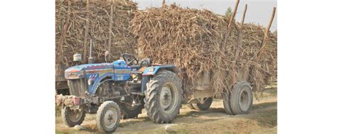 Sugarcane farmers upset after delay in receiving subsidy from government