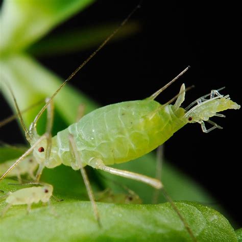 The Bugs of Bernheim: Aphids - Bernheim Arboretum and Research Forest