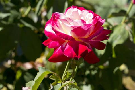 Everything To Know About The Hybrid Tea Rose | Lawn.com.au