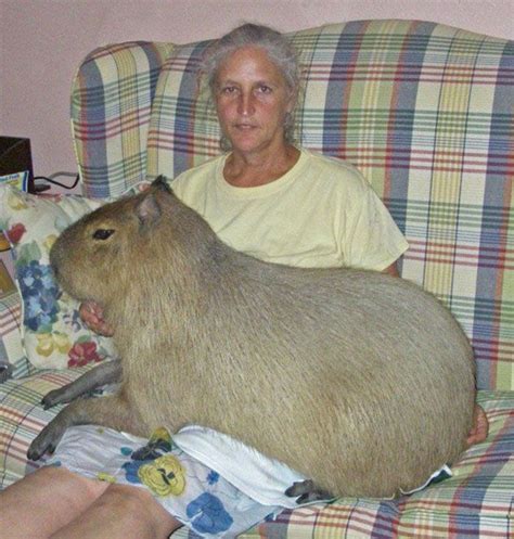 Joe McDonald's Hidden Blog: Spelling Bee Word Of The Day: Capybara