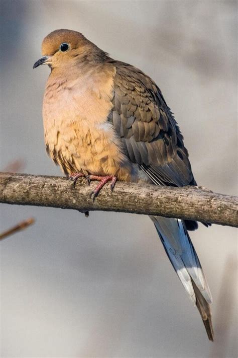 What Does it Mean When a Mourning Dove Visits You?