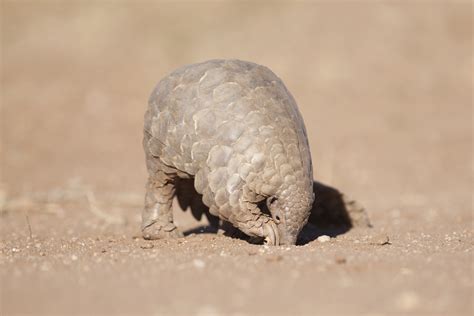 About Pangolins - Save Pangolins