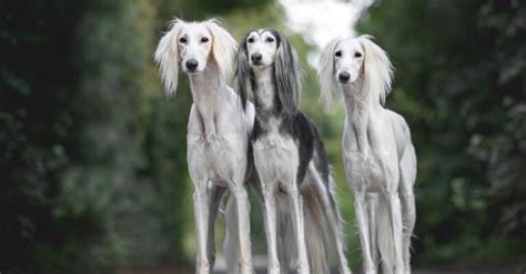 Saluki vs Borzoi: 5 Key Differences - A-Z Animals