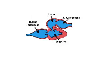 Fish Heart Diagram