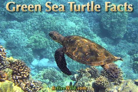 Green Sea Turtle Facts, Pictures & Information For Kids & Adults