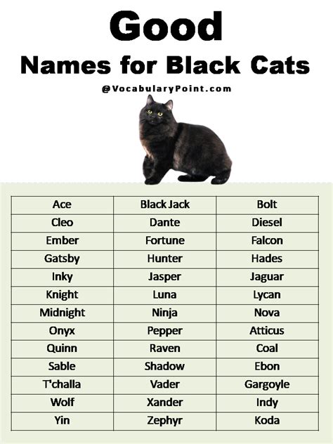 200+ Best Black Cat Names (Unique & Badass) - Vocabulary Point