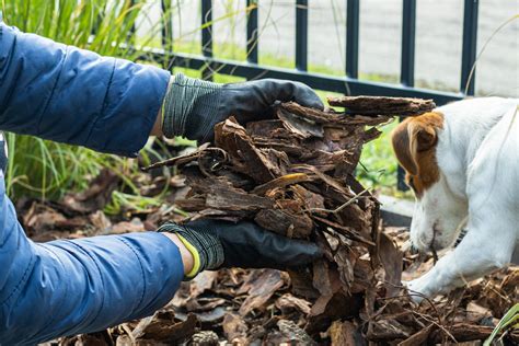 How to make dog stop eating mulch