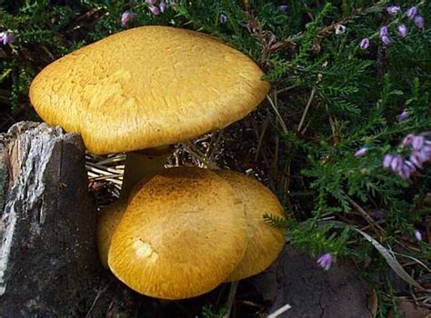 Gymnopilus junonius, Spectacular Rustgill mushroom