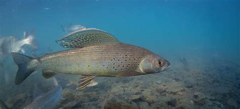 NANFA Fish in Focus Arctic Grayling, Thymallus arcticus