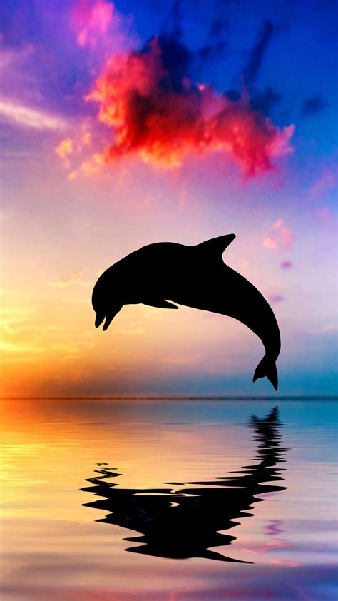 2160x3840 Dolphin Jumping Out Of Water Sunset View 4k Sony Xperia X,XZ ...