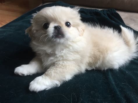 Pekingese Puppies For Sale | Dallas, TX #314131 | Petzlover