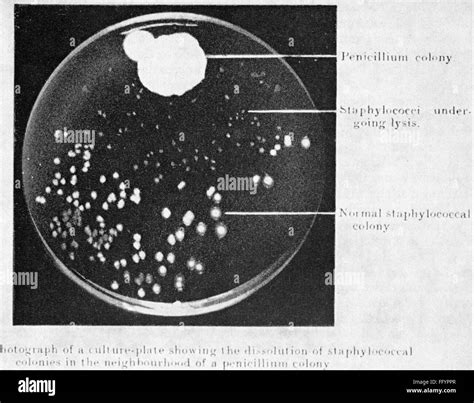 Discovery of penicillin by Alexander Fleming, 28.9.1928 Stock Photo ...