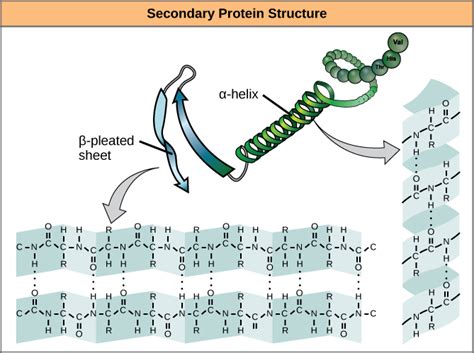 Proteins · Biology