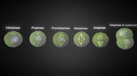 Cell Cycle Mitosis Animation