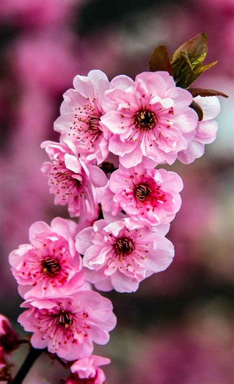 Beautiful Pink Blossoms | Nature photography flowers, Flower landscape ...