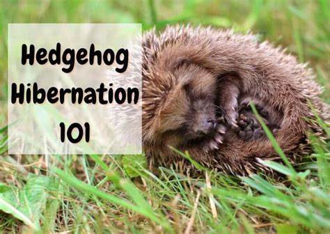 Do Hedgehogs Hibernate? What You Should Know - The Pet Savvy