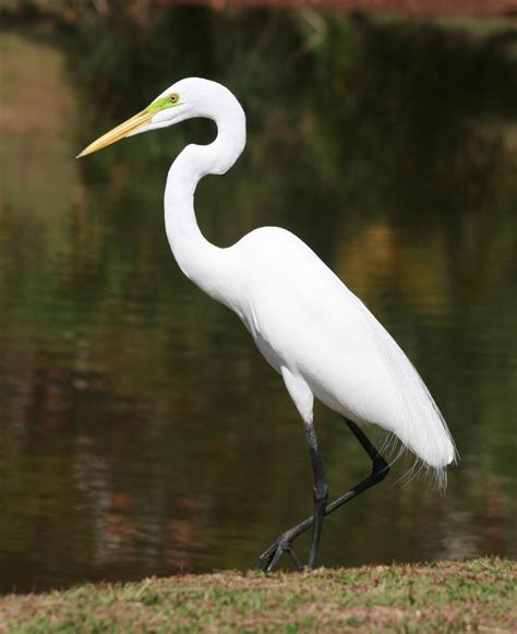 Great egret (Ardea alba)