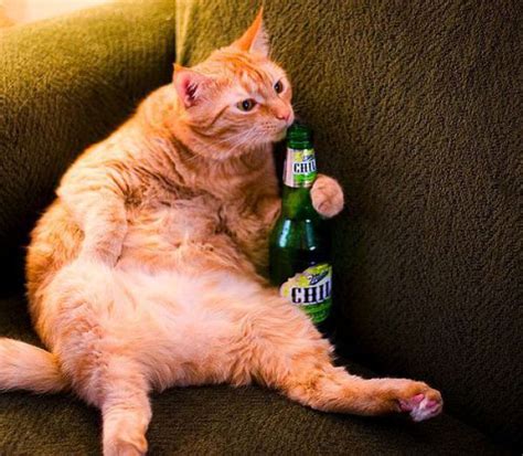 Cats Also Drink Beer (25 pics) - Izismile.com