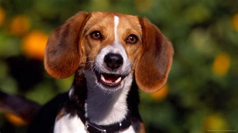 Smile Dog Wallpapers - Top Free Smile Dog Backgrounds - WallpaperAccess