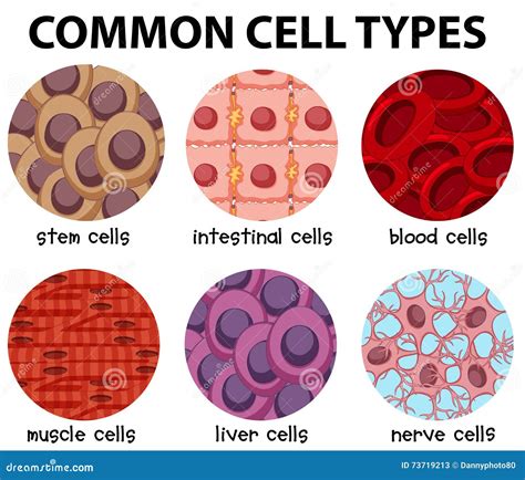 Diagram of Common Cell Types Stock Vector - Illustration of organism ...