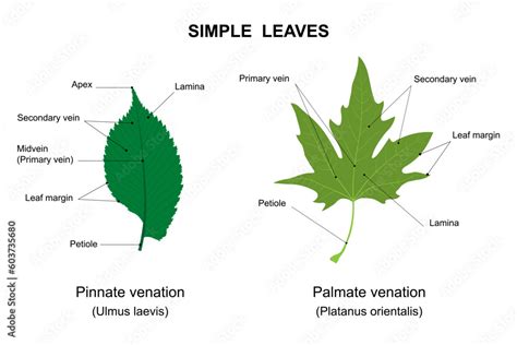 Simple leaves examples with names. Labelled diagram. Simple leaf with ...