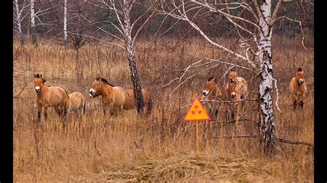 Wildlife Of Chernobyl - YouTube