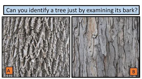 Bark another way to identify trees