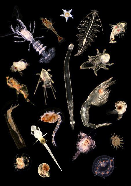 Plankton mix - a photo on Flickriver | Deep sea creatures, Microscopic ...