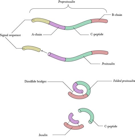 Physiology of insulin | Deranged Physiology