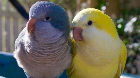 Monk Parakeet Talking | Yellow Quaker Parrot Talking & Sounds - YouTube