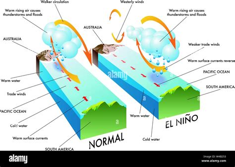 Scientific illustration of the causes and effects of a El Niño Stock ...