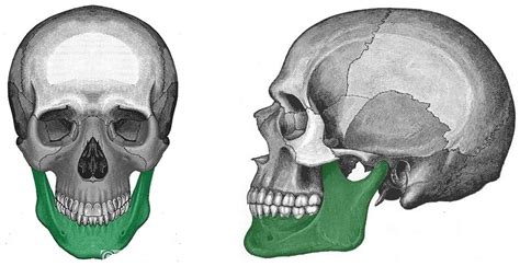 Mandíbula o maxilar inferior ( ramas, cuerpo, agujeros, inserciones)