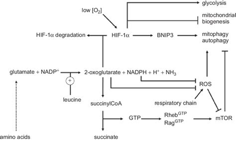 Is glutamate dehydrogenase an amino acid sensor? Activation of flux ...