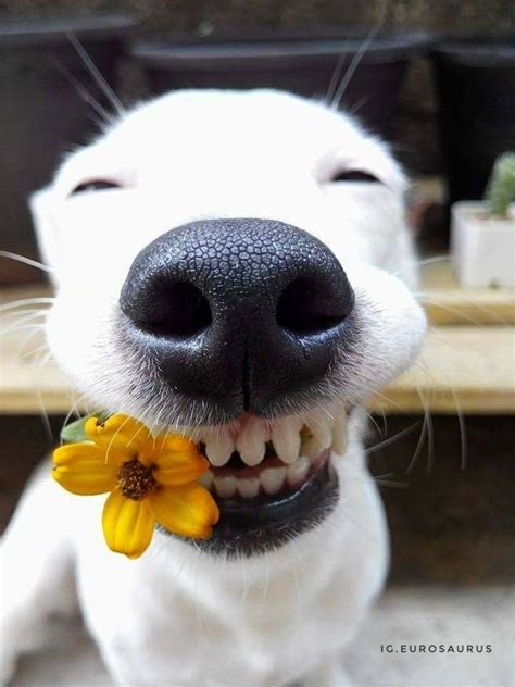 a close up of a dog with a flower in it's mouth and smiling