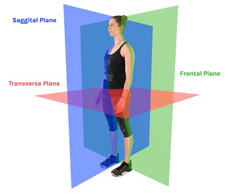 Sagittal Plane Movements