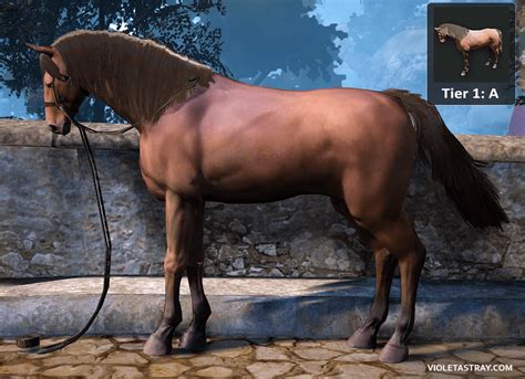 BDO Horse Catalog - See What Horses Really Look Like! – Violet Astray