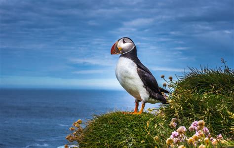 Where to see Puffins in Iceland? - Classic Iceland